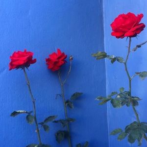 Meet your Posher, Kara